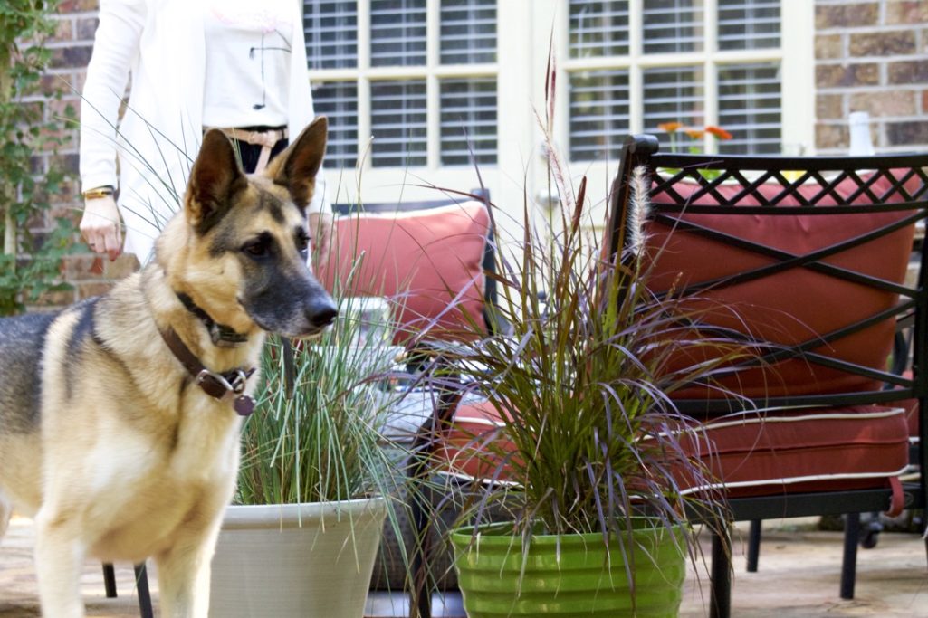 patio set by wayfair
