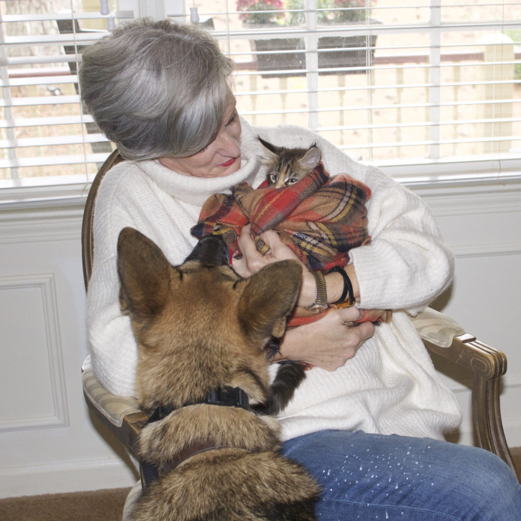 maine coon cats and german shepherds
