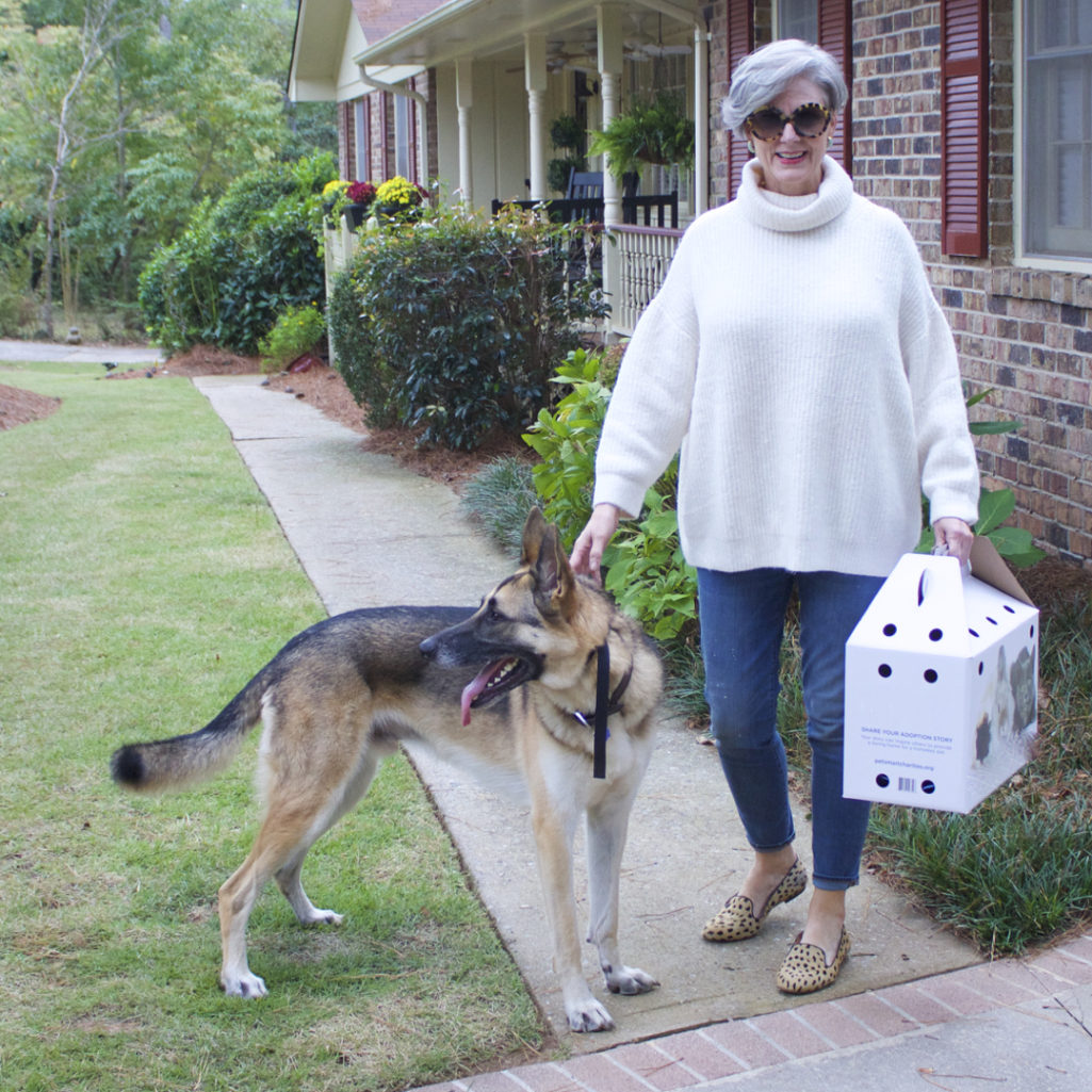 maine coon cats and german shepherds