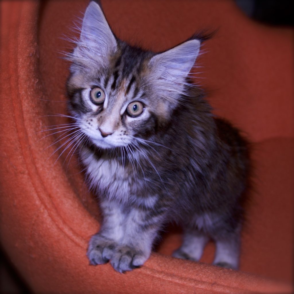 german shepherd, maine coon cat