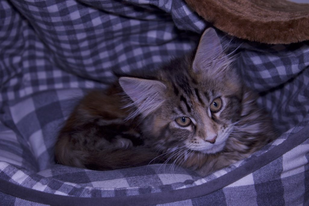 german shepherd, maine coon cat