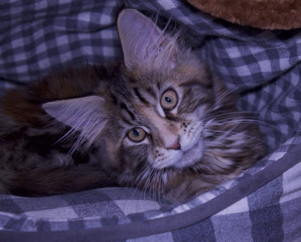 german shepherd, maine coon cat