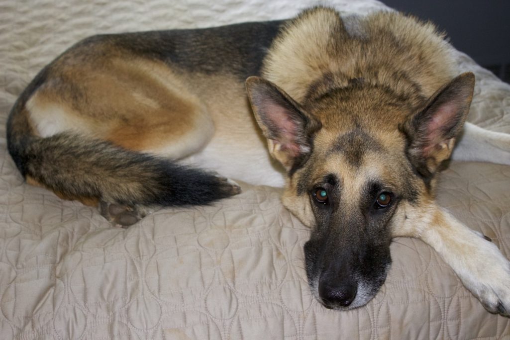 german shepherd, maine coon cat