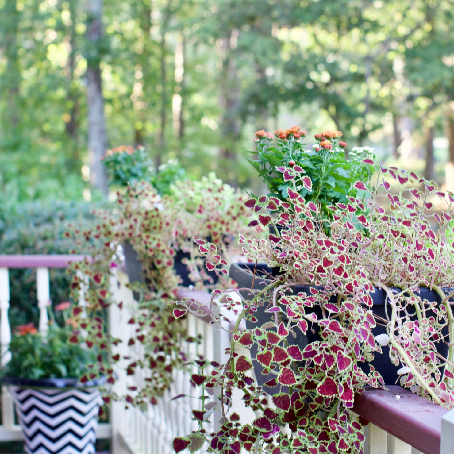 signs of fall