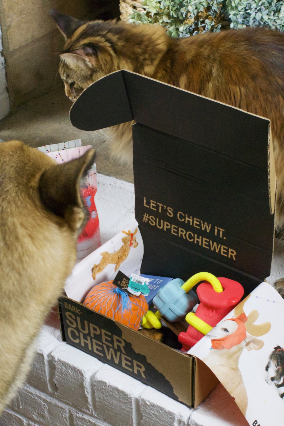 oscar from style at a certain age opens a super chewer barkbox