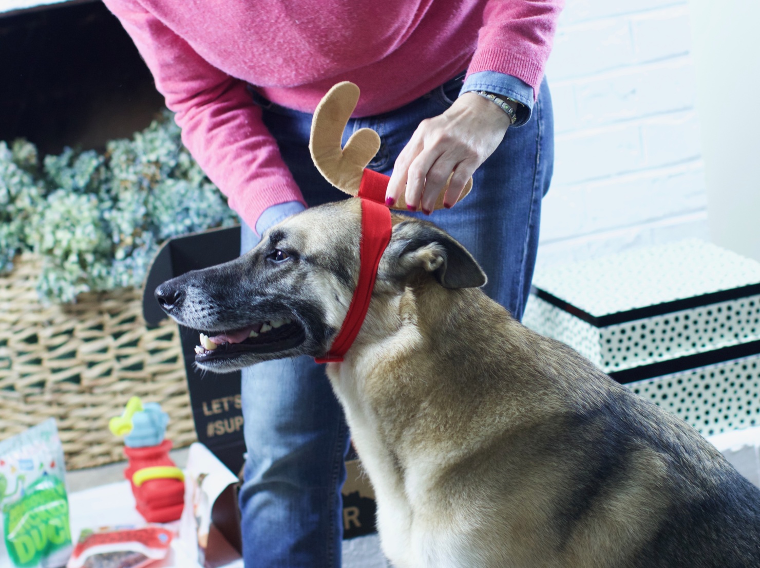oscar from style at a certain age opens a super chewer barkbox