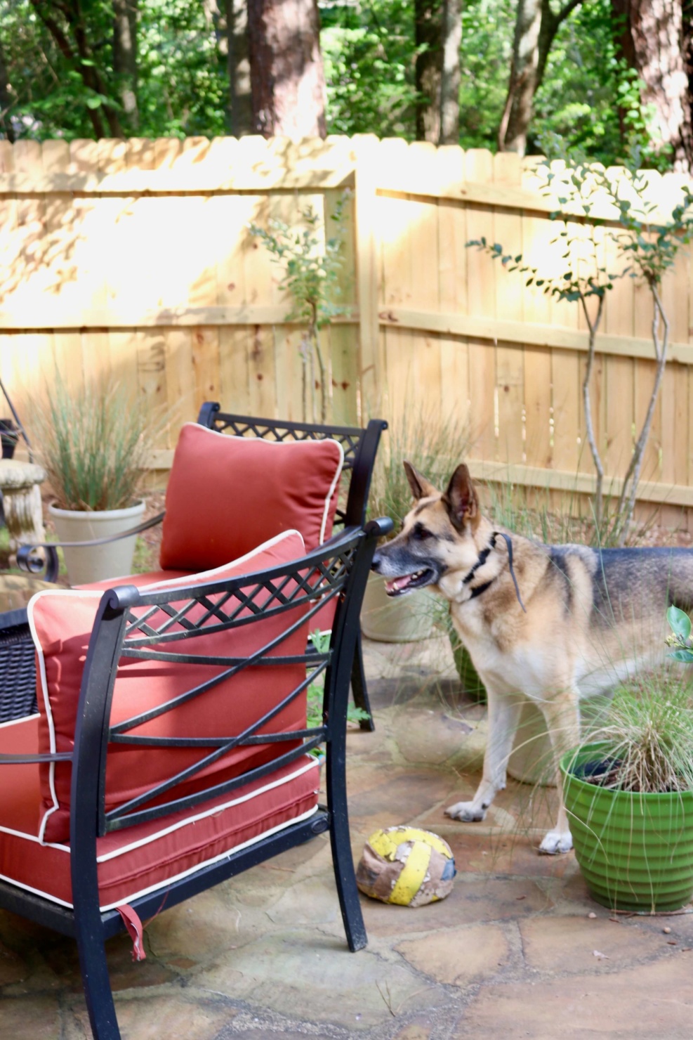 oscar the german shepherd