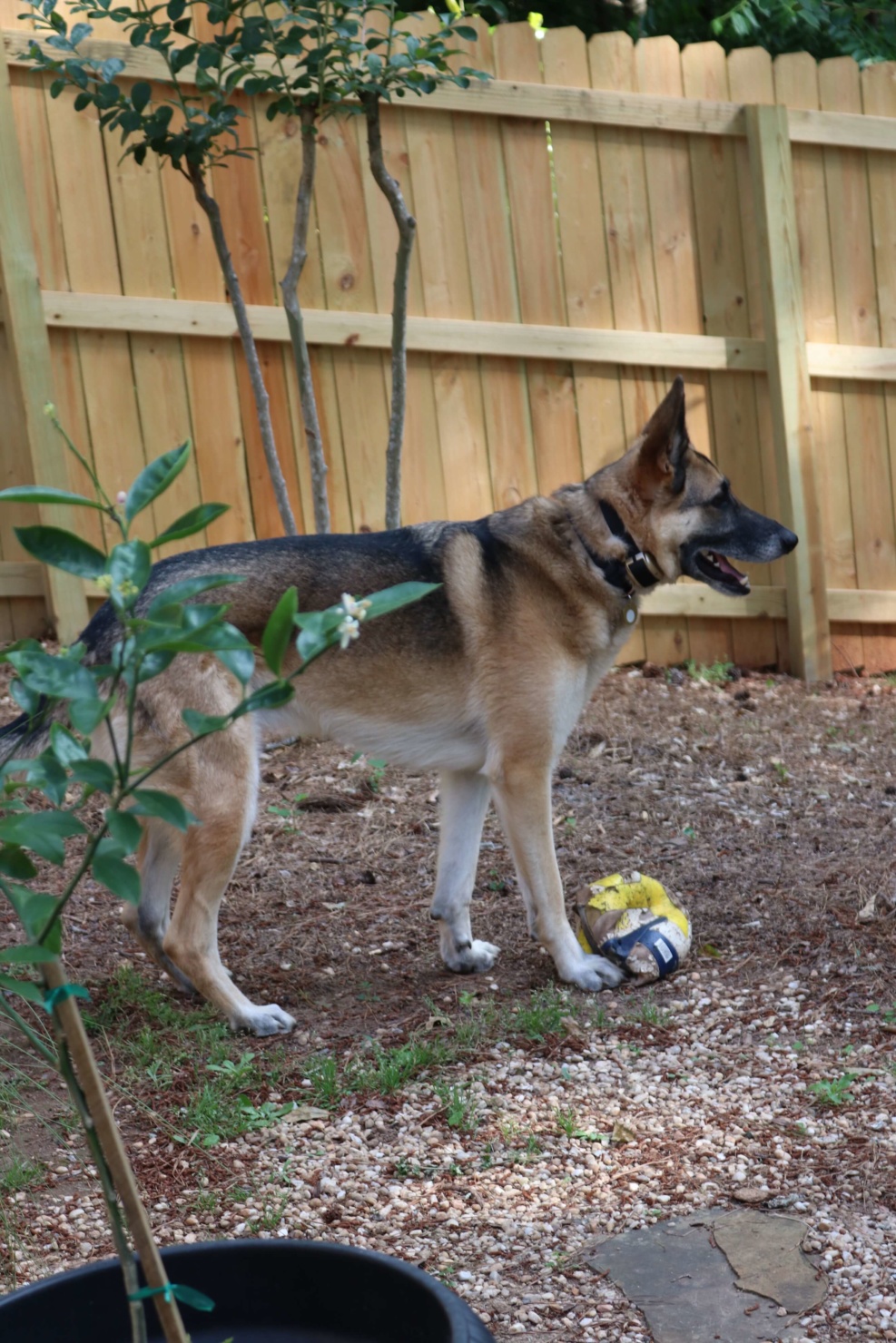 oscar the german shepherd