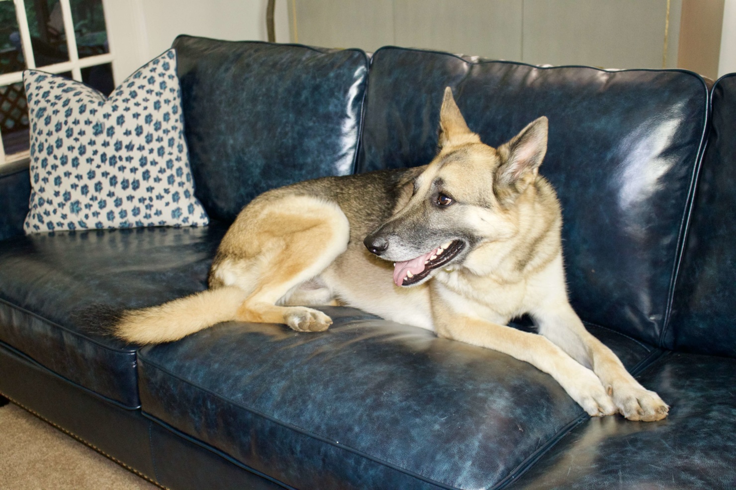 oscar the german shepherd