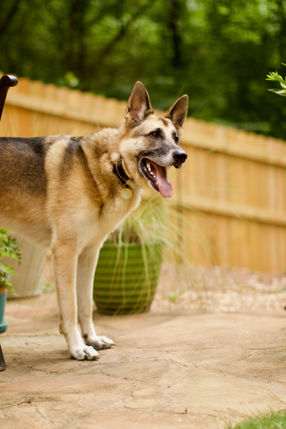 oscar the german shepherd