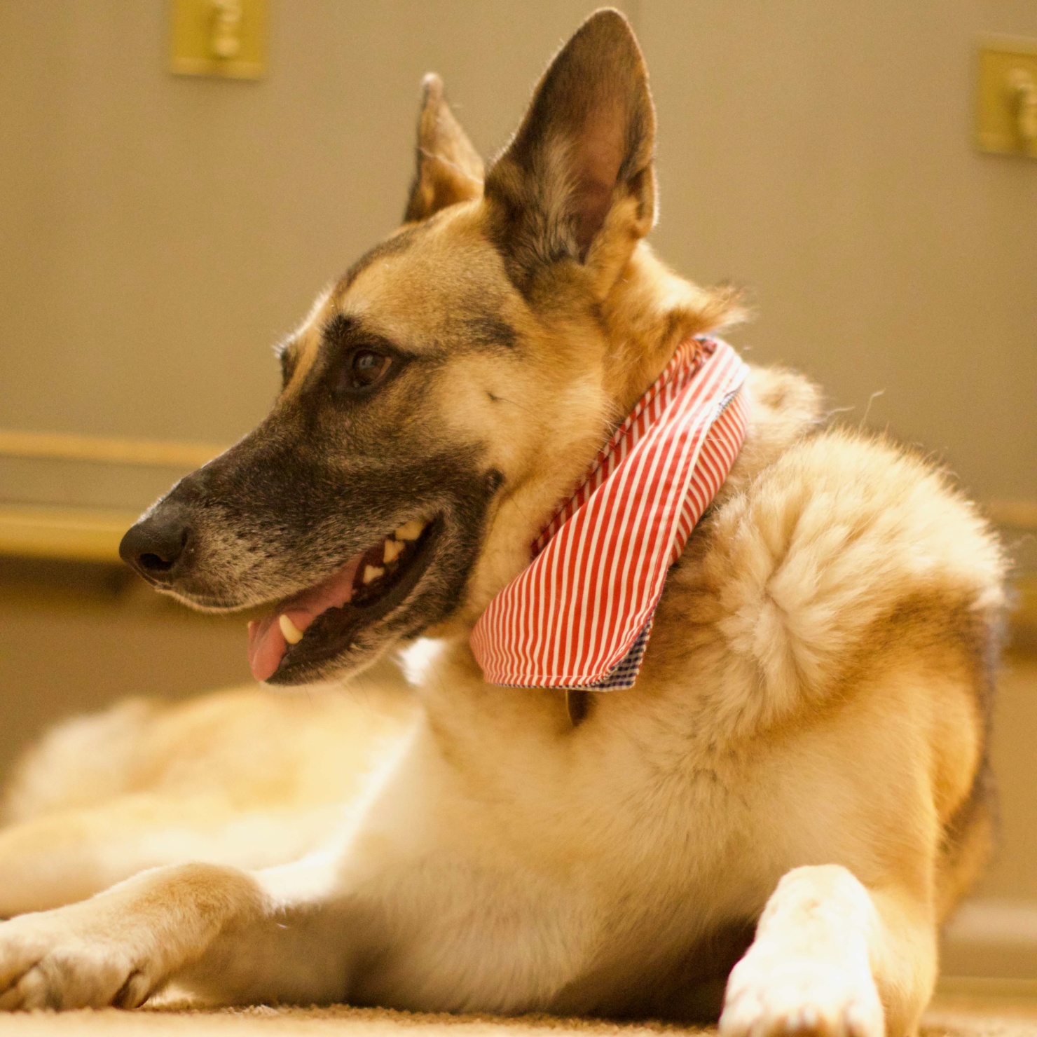oscar the german shepherd