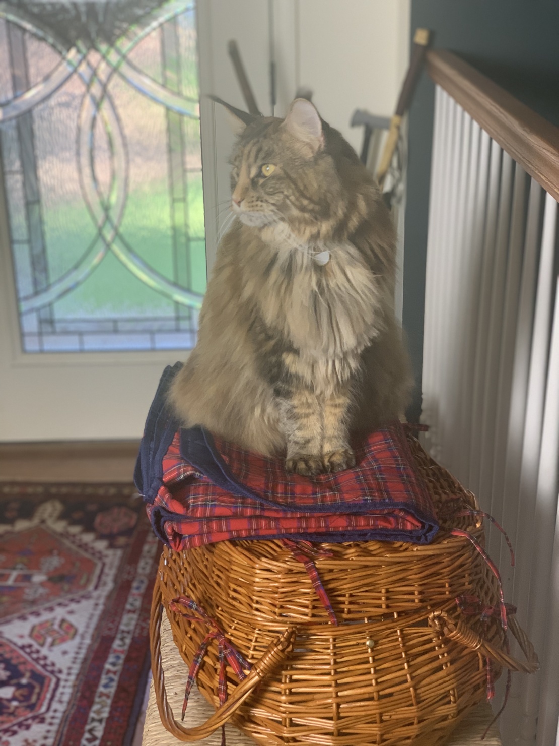 ollie maine coon cat