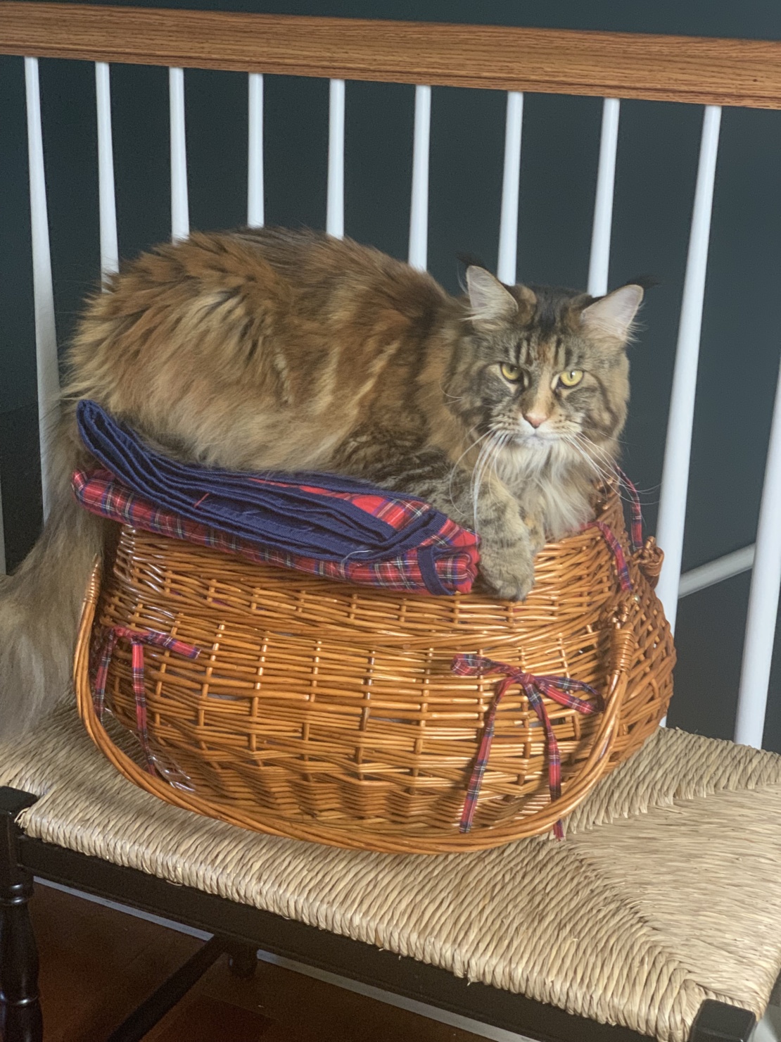 ollie maine coon cat