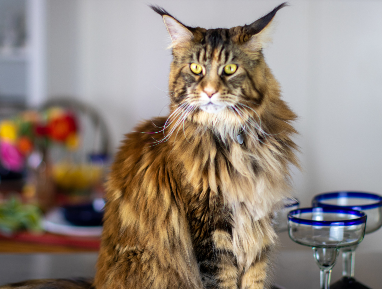 ollie the maine coon cat