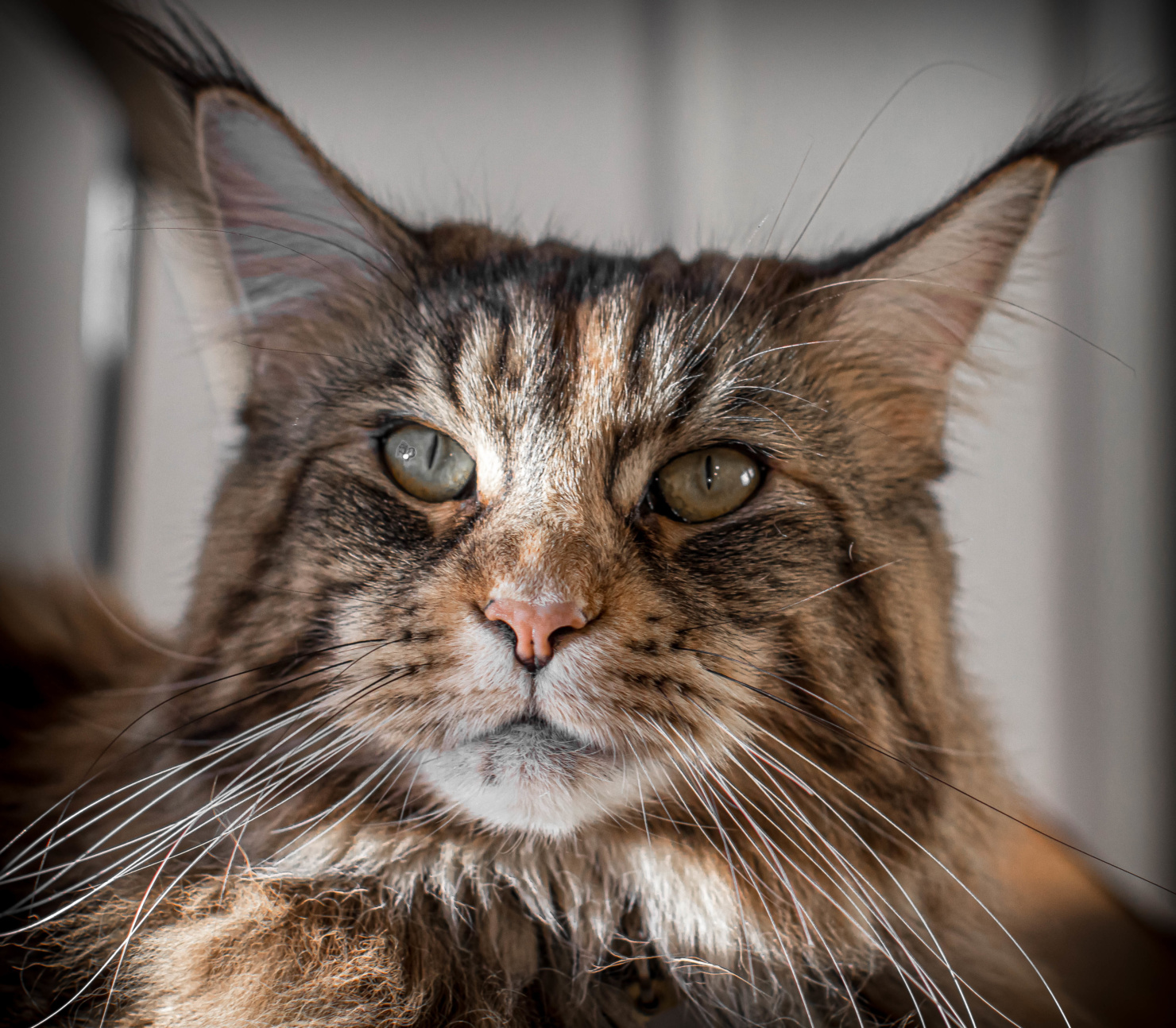 maine coon cat