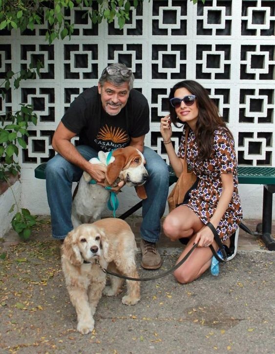 Clooneys and Millie the Basset Hound and Louie Cocker Spaniel