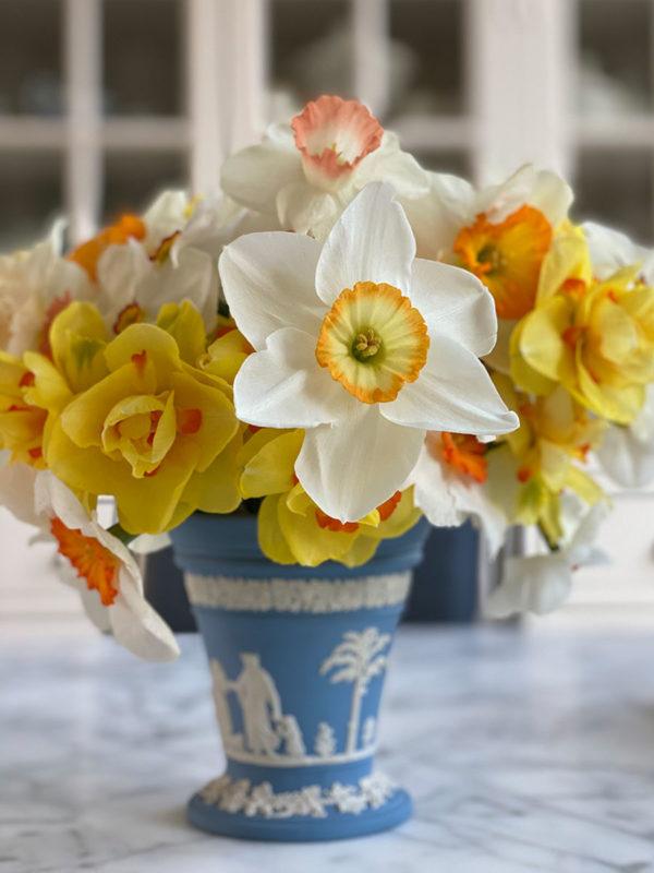 CR wedgwood vase w Daffs