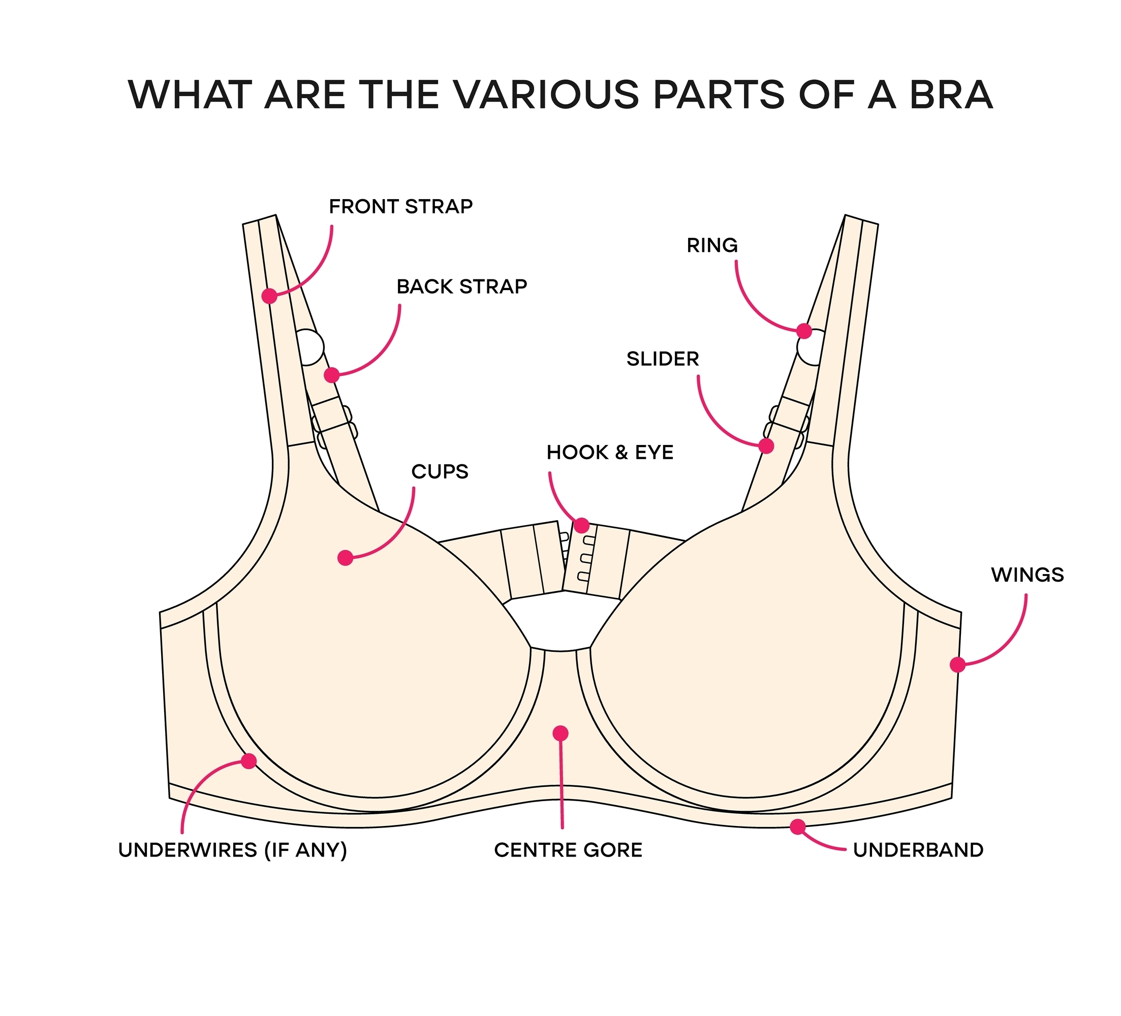 What,Are,The,Various,Parts,Of,A,Bra.,Anatomy,Of What,Are,The,Various,Parts,Of,A,Bra.,Anatomy,Of