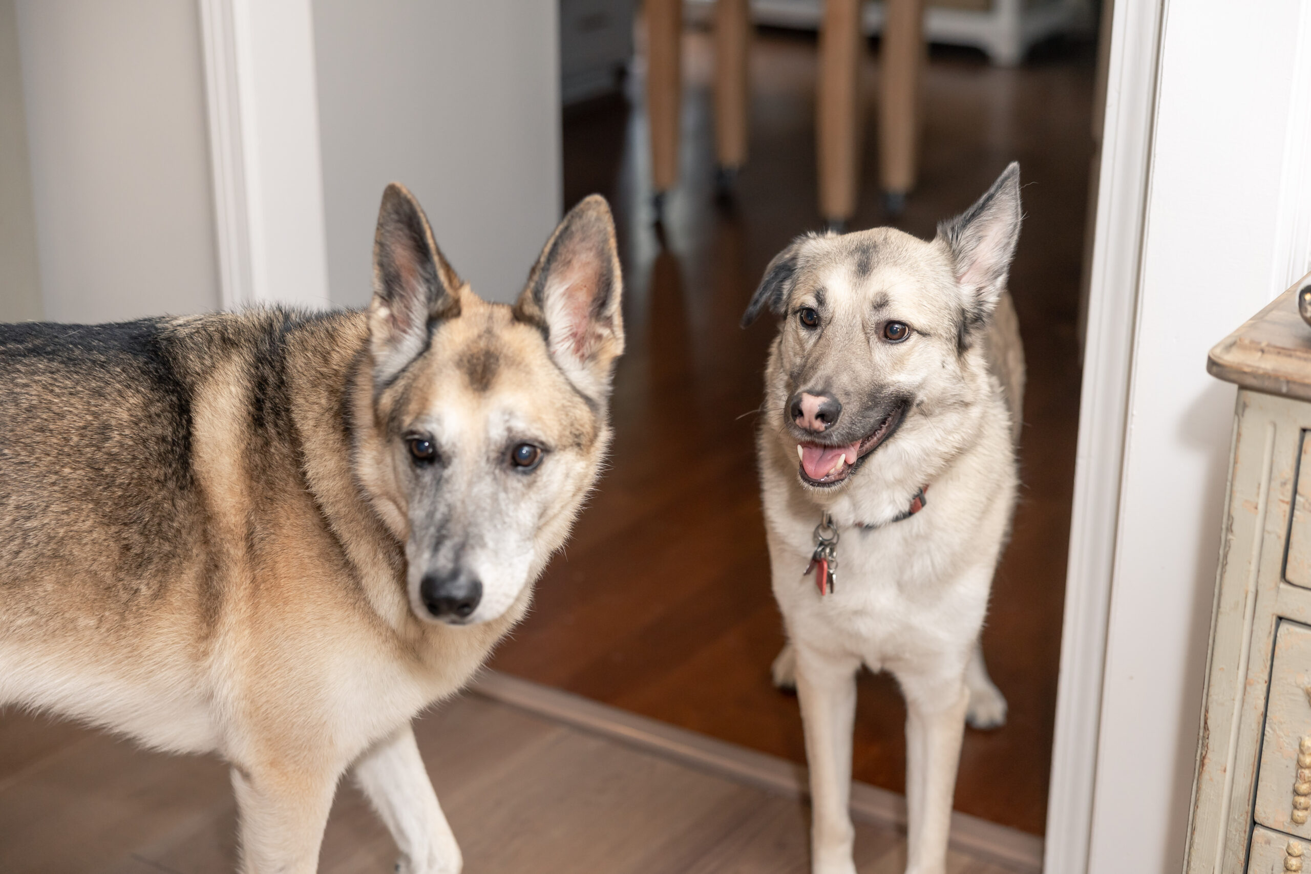 oscar and pax friends