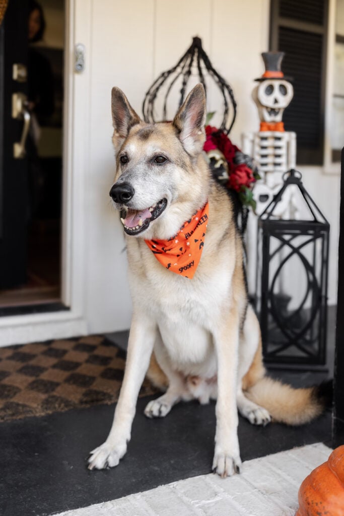 Oscar the German Shepherd with distinguished grey muzzle wearing orange Halloween bandana with skeleton decorations on porch - Fridays with Oscar 2025