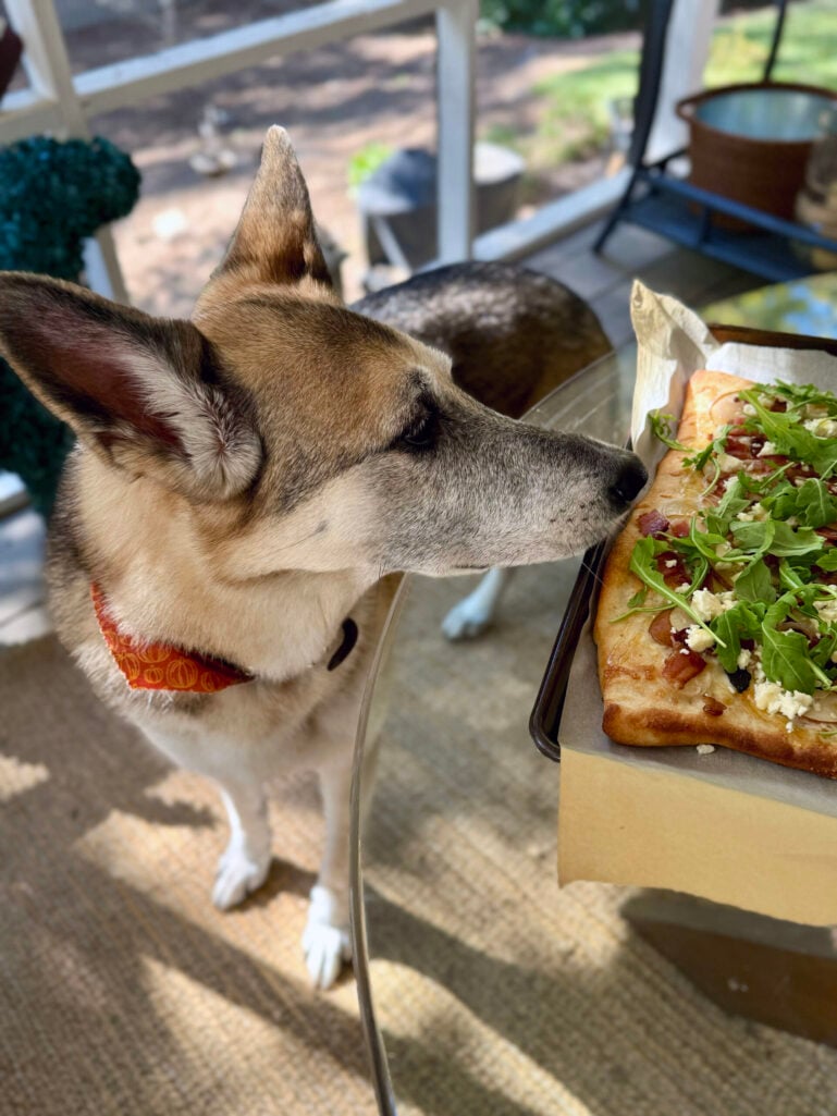 Oscar the German Shepherd with grey muzzle sniffing flatbread pizza on outdoor table - Fridays with Oscar candid moment 2025