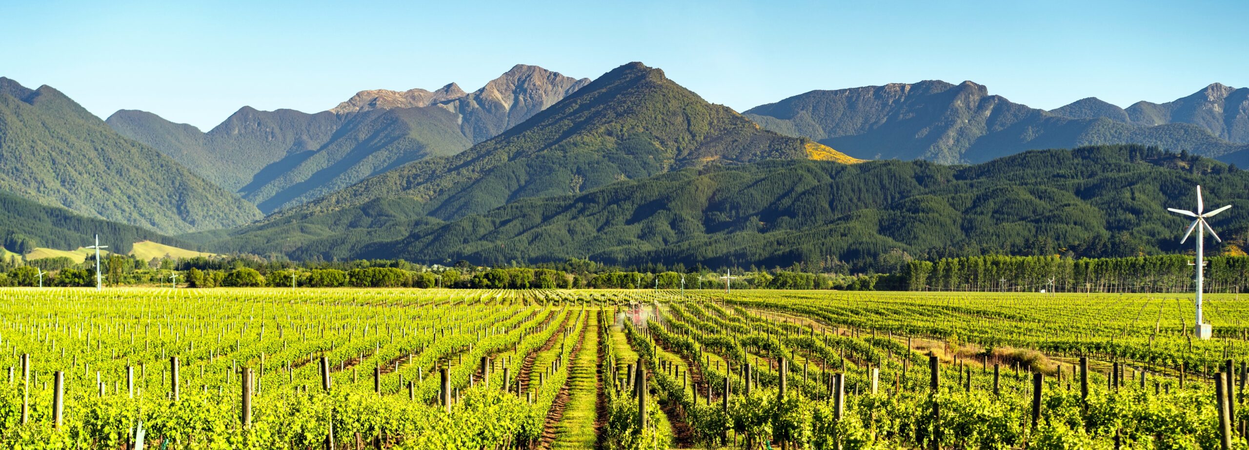Vineyard,Splendor:,Scenic,Beauty,Of,Blenheim,,Marlborough,,South,Island,,New Vineyard,Splendor