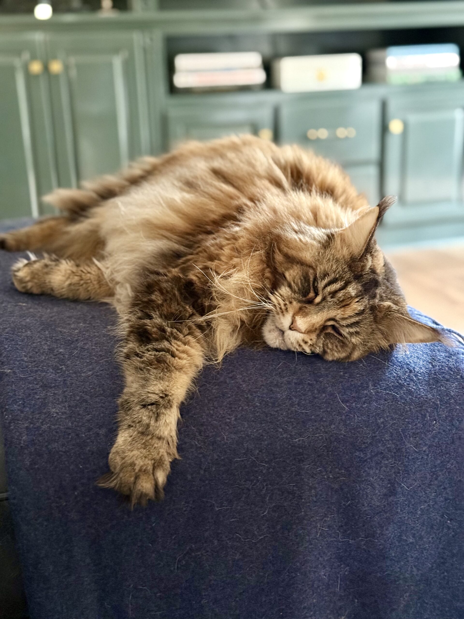 ollie sleeping