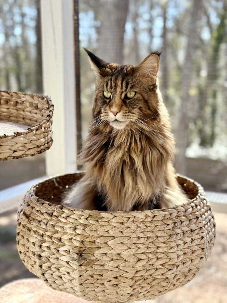 Spring Pet Accessories You Didn’t Know You Needed—Until Now!