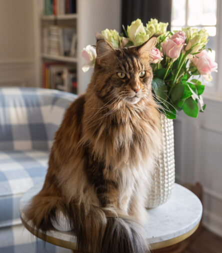 The Summer Pet Must-Haves Every Dog or Cat Parent Needs