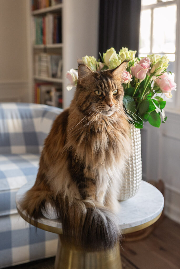 The Summer Pet Must-Haves Every Dog or Cat Parent Needs