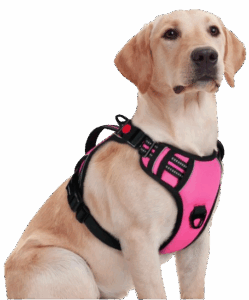 No-Pull Dog Harness