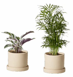 The Sill Potted Plants