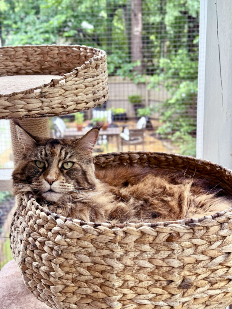 Style, Summer, Recipes, Fridays with Oscar