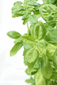 You’ve Never Used Basil Like THIS: 7 Beautiful Summer Ideas