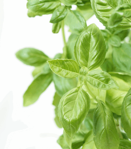 You’ve Never Used Basil Like THIS: 7 Beautiful Summer Ideas