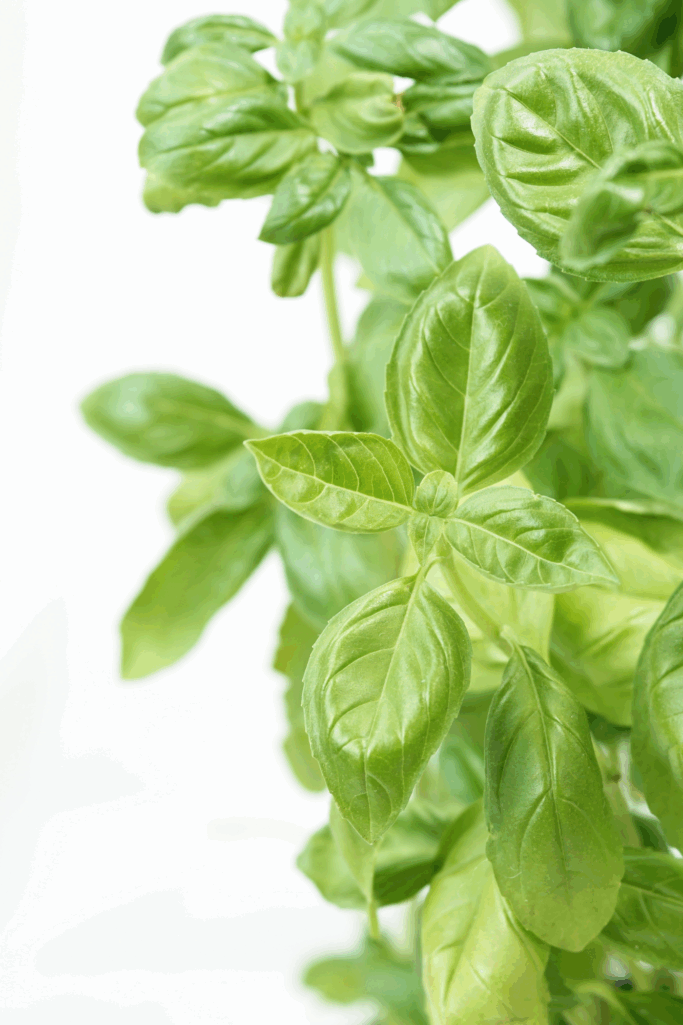 You’ve Never Used Basil Like THIS: 7 Beautiful Summer Ideas