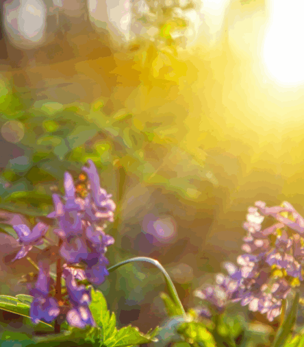 Start Your Day Calm: A Simple Summer Morning Routine