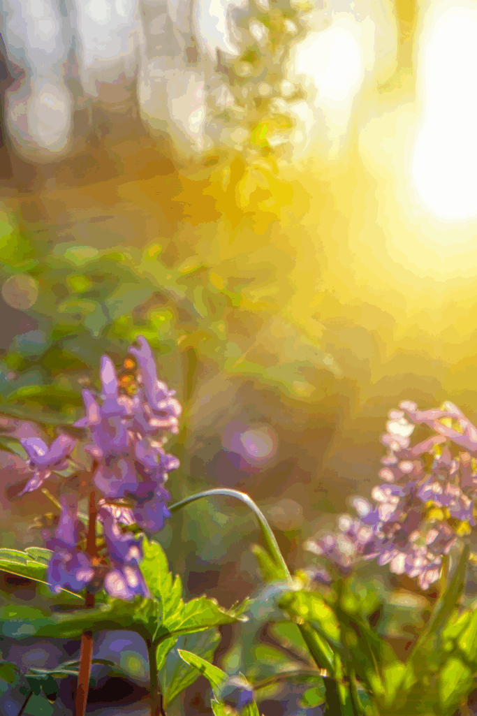 Start Your Day Calm: A Simple Summer Morning Routine