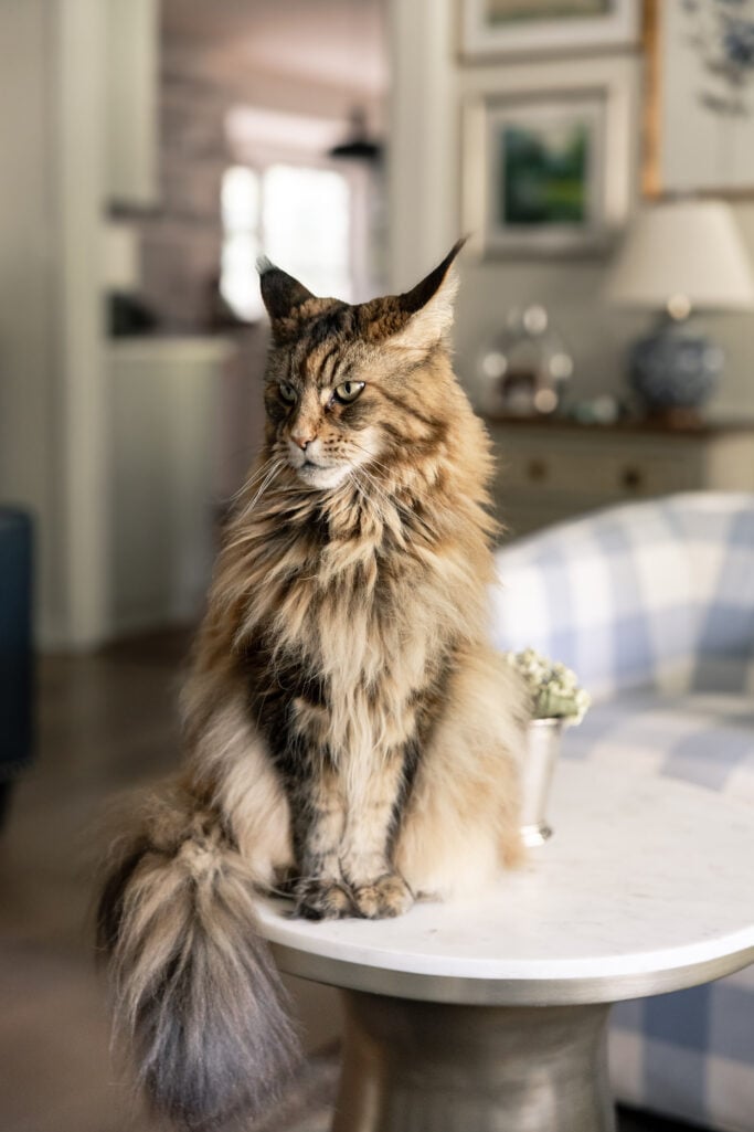 Ollie, Maine Coon Cat