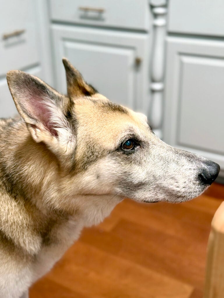 Oscar, German Shepherd