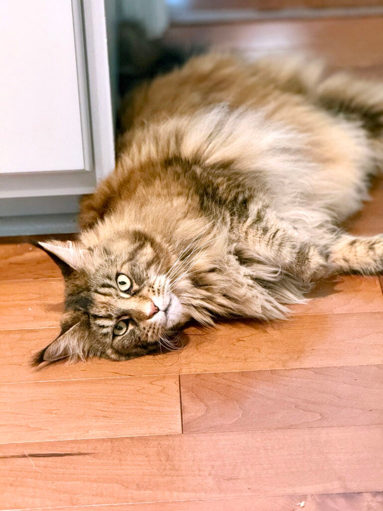 Ollie, the Maine Coon Cat