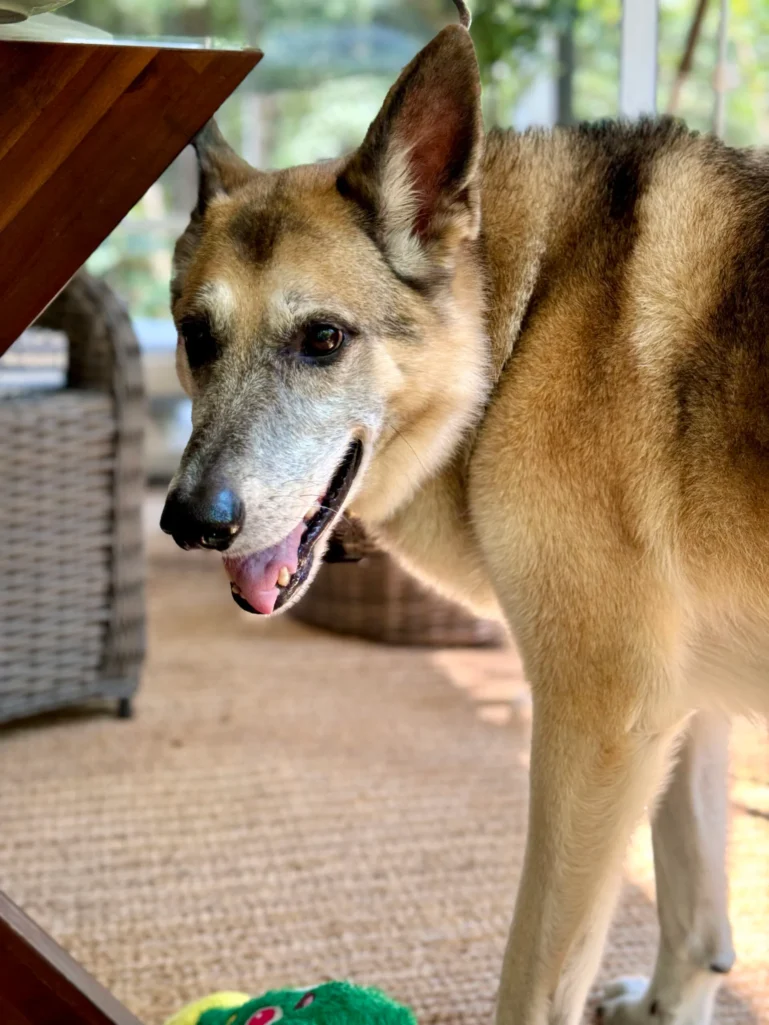 Oscar, the German Shepherd