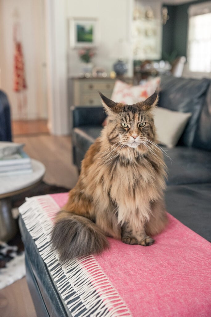 Maine Coon Cat, Ollie