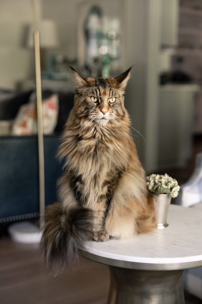 Ollie, a Maine Coon Cat