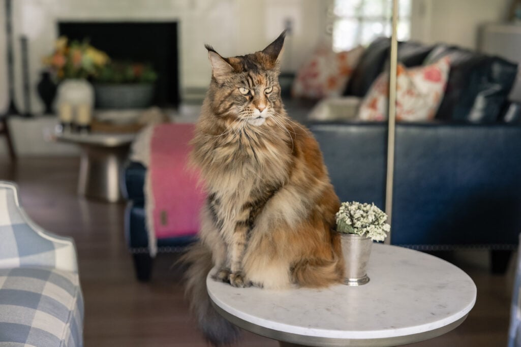 Ollie, the Maine Coon Cat