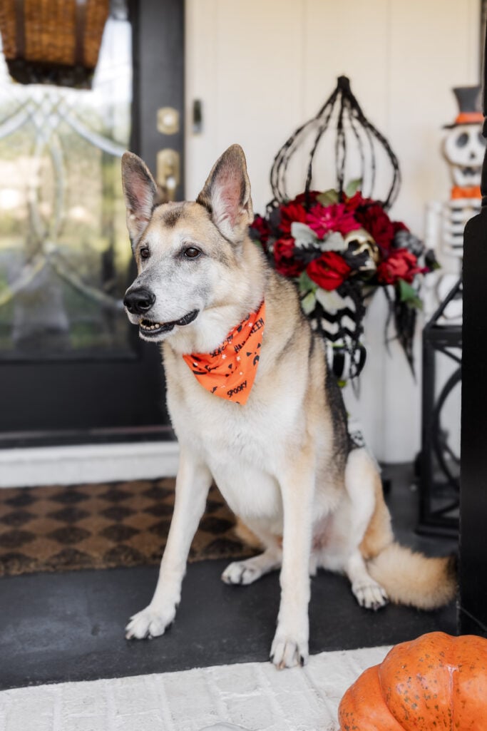 Oscar, a German Shepherd wars a spooky Halloween Bandana