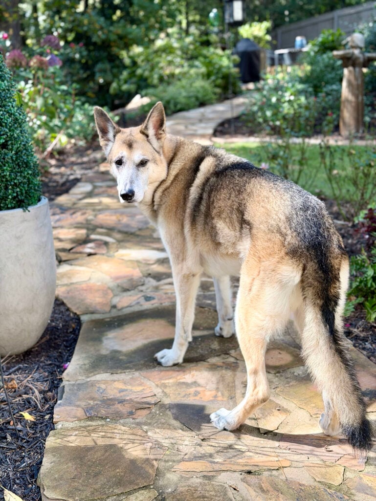 Oscar, the German Shepherd
