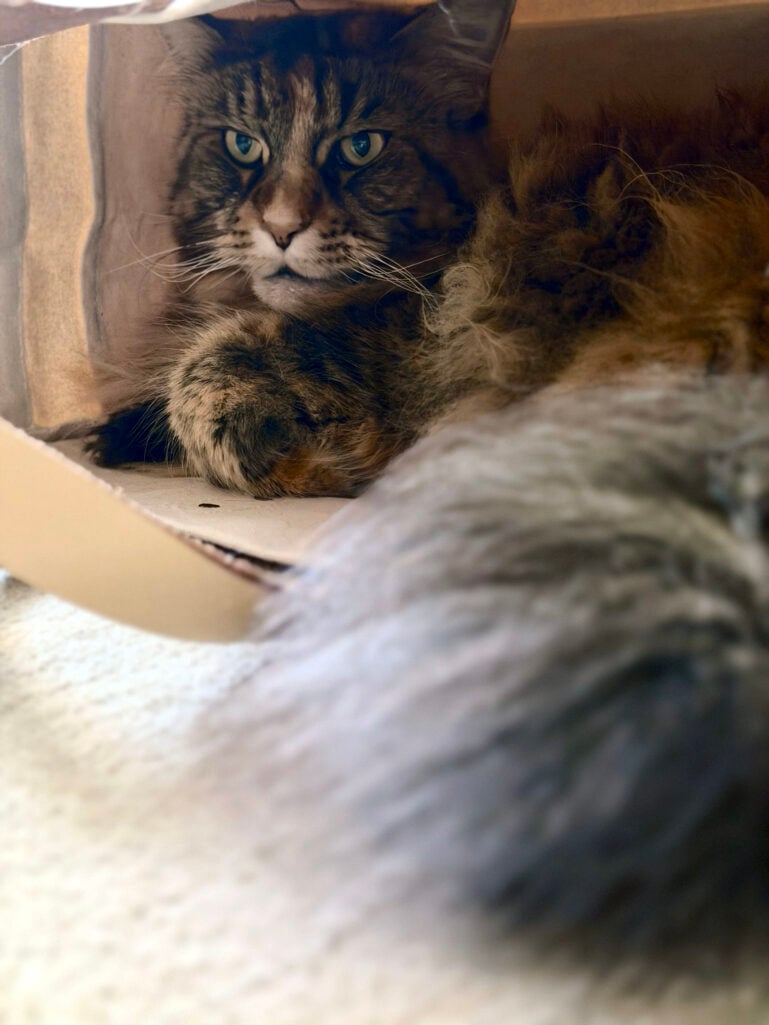Ollie, the Maine Coon Cat hiding in a tote bag