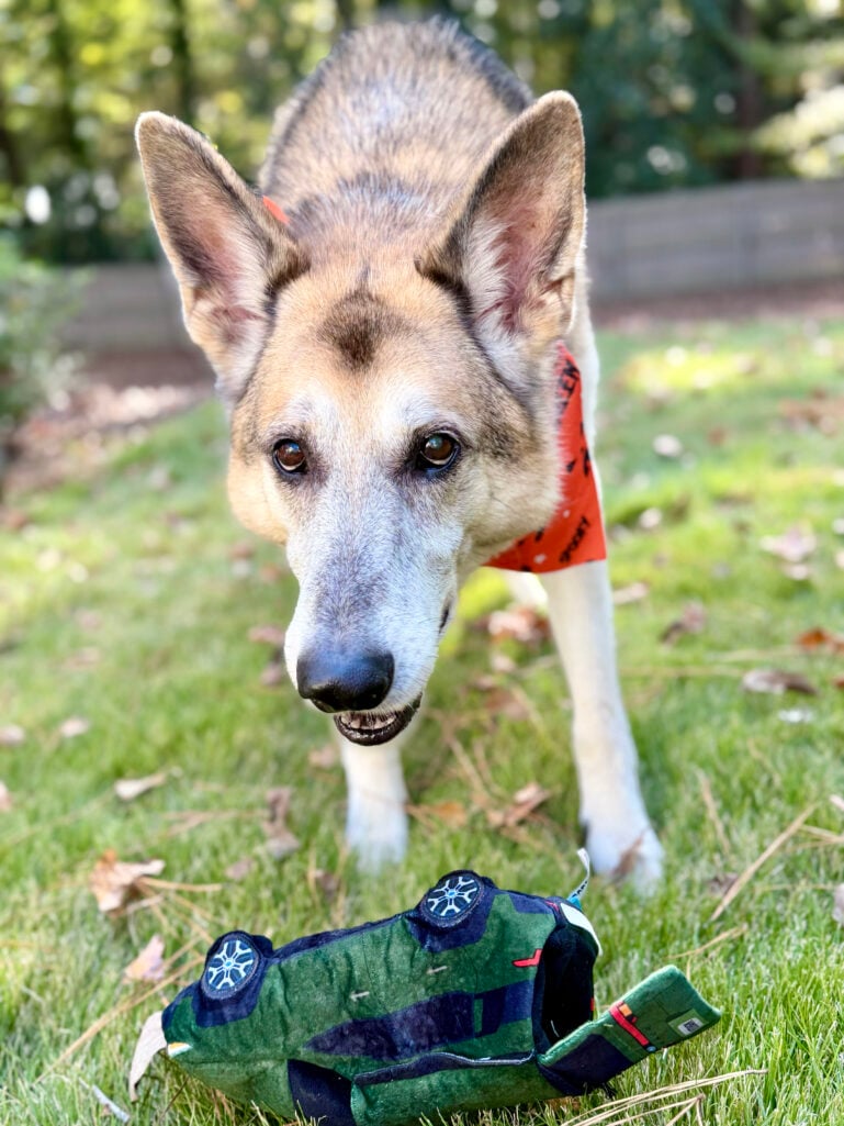 Oscar the German Shepherd wearing an orange bandana, playing in the yard with a green plush toy on a crisp fall day.