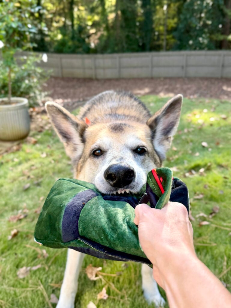Oscar the German Shepherd wearing an orange bandana, playing in the yard with a green plush toy on a crisp fall day.
